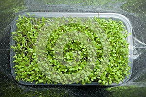 Micro greens salad in the store packaging. Concentrate of vitamins, microelements and nutrients