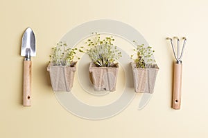 micro greens in small potties concept of planting herbs at home zero waste shop photo