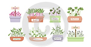 Micro greens sprouts boxes cartoon set, salad food menu