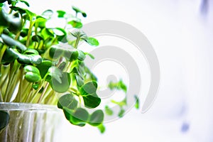 Micro greens sprouts isolated on white background. Healthy eating, fresh organic produce and restaurant servind concept