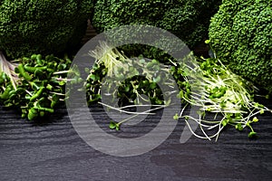 Micro greens sprouts isolated on wooden background. Healthy eating, fresh organic produce and restaurant concept. Top view on