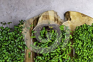 Micro greens sprouts isolated on wooden background. Healthy eating, fresh organic produce and restaurant concept. Top view on wate