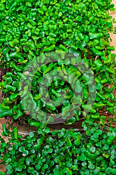 Micro greens sprouts isolated on wooden background. Healthy eating, fresh organic produce and restaurant concept. Top view on wate