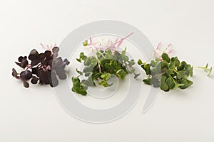 Micro greens variety at white background
