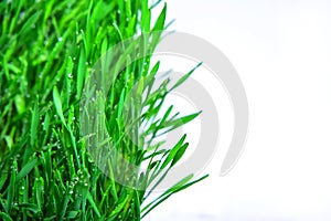 Micro greenswheatgrass leaves isolated on white background. Healthy eating, fresh organic produce and restaurant servind concept.