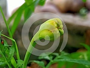 Micro image of merigold flower bud image india