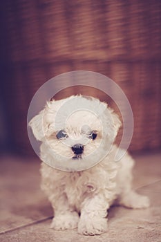 Micro maltese puppy vertical