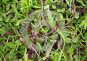 Micro mesclun salad