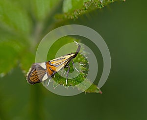 Micro moth Alabonia geoffrella