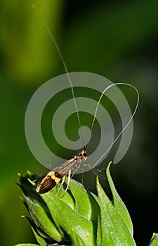 Micro moth with long antenna