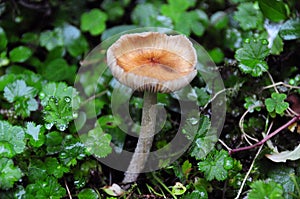 Micro Mushroom