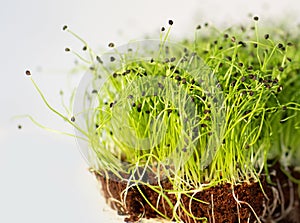 Micro onion, micro greens, citi - farms, vertical farms on a white background photo