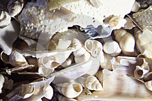 Micro Photo of Sea Shell Sand
