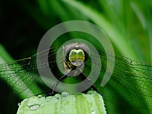 Micro photography of a bee on grass