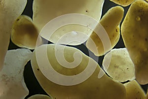 Micro photography of sand grains