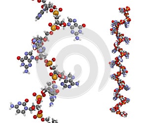 Micro RNA (mir-423-5p) molecule