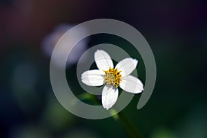 Micro white flower in the dark forest