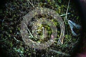 Moss and cladonie deep in the forest