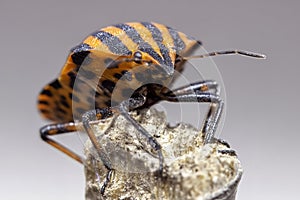 Micro World Marvel: The Striped Shield Bug