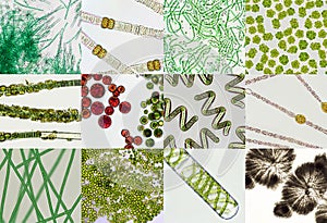 Microalgae under microscopic view, green algae, cyanobacteria, phytoplankton, algae mix background
