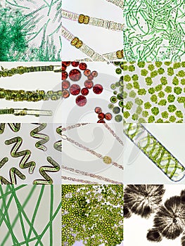 Microalgae under microscopic view, green algae, cyanobacteria, phytoplankton, algae mix background