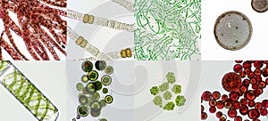 Microalgae under microscopic view, green algae, cyanobacteria, phytoplankton, diatom, algae mix collage background