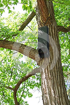 Microbat nestbox, forest bats nestbox, batshouse on a tree