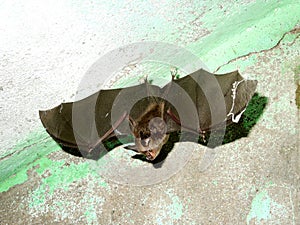microbats