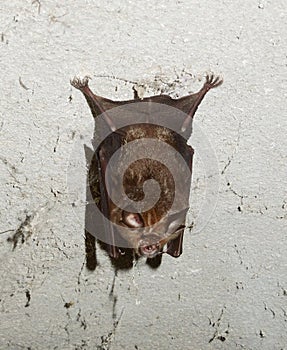 Microbats