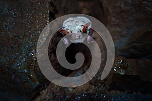 Microbats constitute the suborder Microchiroptera within the order Chiroptera, bats