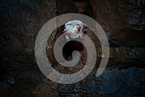 Microbats constitute the suborder Microchiroptera within the order Chiroptera, bats