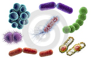 Microbes of different shapes photo