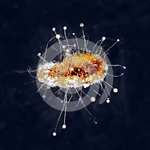 Microbial Control of Insects