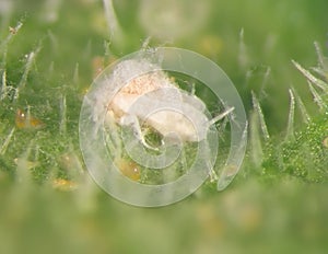 Microbial Control of Insects photo