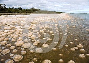 Microbialite reef