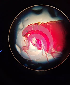 Microbiologia  pulga microscopio Camarahumeda photo