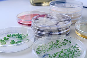 Microbiological culture in a petri dish for pharmaceutical bioscience research. Concept of science, laboratory and study of