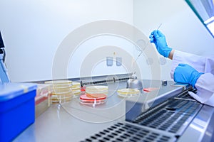 Microbiological inoculation loop being sterilized in flame of alcohol bunsen burner in biological safety cabinet