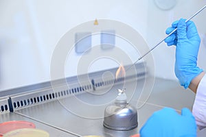 Microbiological inoculation loop being sterilized in flame of alcohol bunsen burner in biological safety cabinet