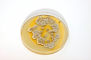 Microbiological plate photo