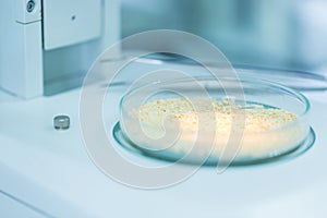 Microbiological Testing for Food Quality