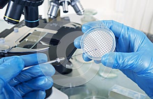 Microbiologist hand cultivating a petri dish