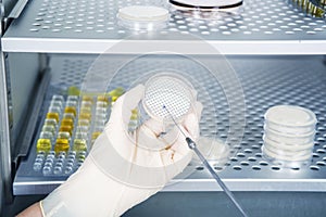 Microbiologist hand cultivating a petri dish whit inoculation loops, beside autoclave.