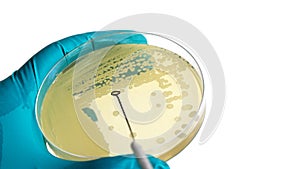 Microbiologist hand cultivating a petri dish whit inoculation loops on white background