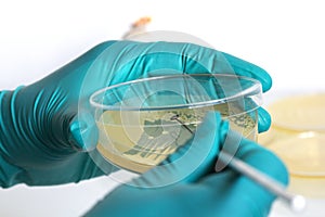 Microbiologist hand cultivating a petri dish whit inoculation loops on white background