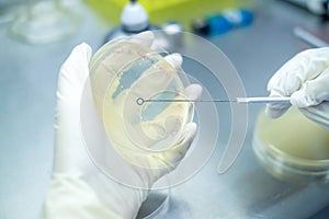 Microbiologist or scientist hand cultivating a Petri dish with inoculation loops in the biohazard hood in the laboratory with blur