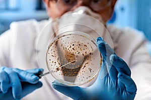 Microbiologist working with petri dish for analysis in the microbiology laboratory