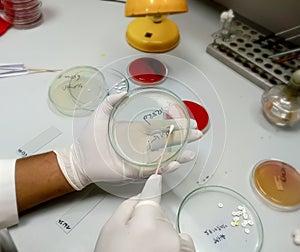 Microbiologist working to ready petri dish which is then use to diagnosis for antibiotic resistance of microorganism