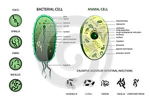 Microbiology. Animal cell, bacterium.