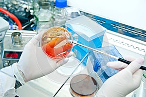 Microbiology - bacteria culture